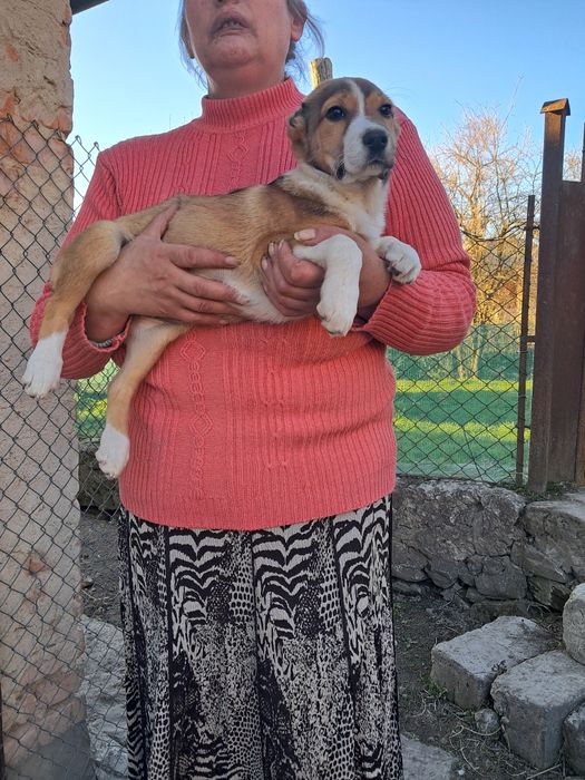 Цуценята породи туркменський алабай.