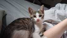 uroczy Szafirek do adopcji
