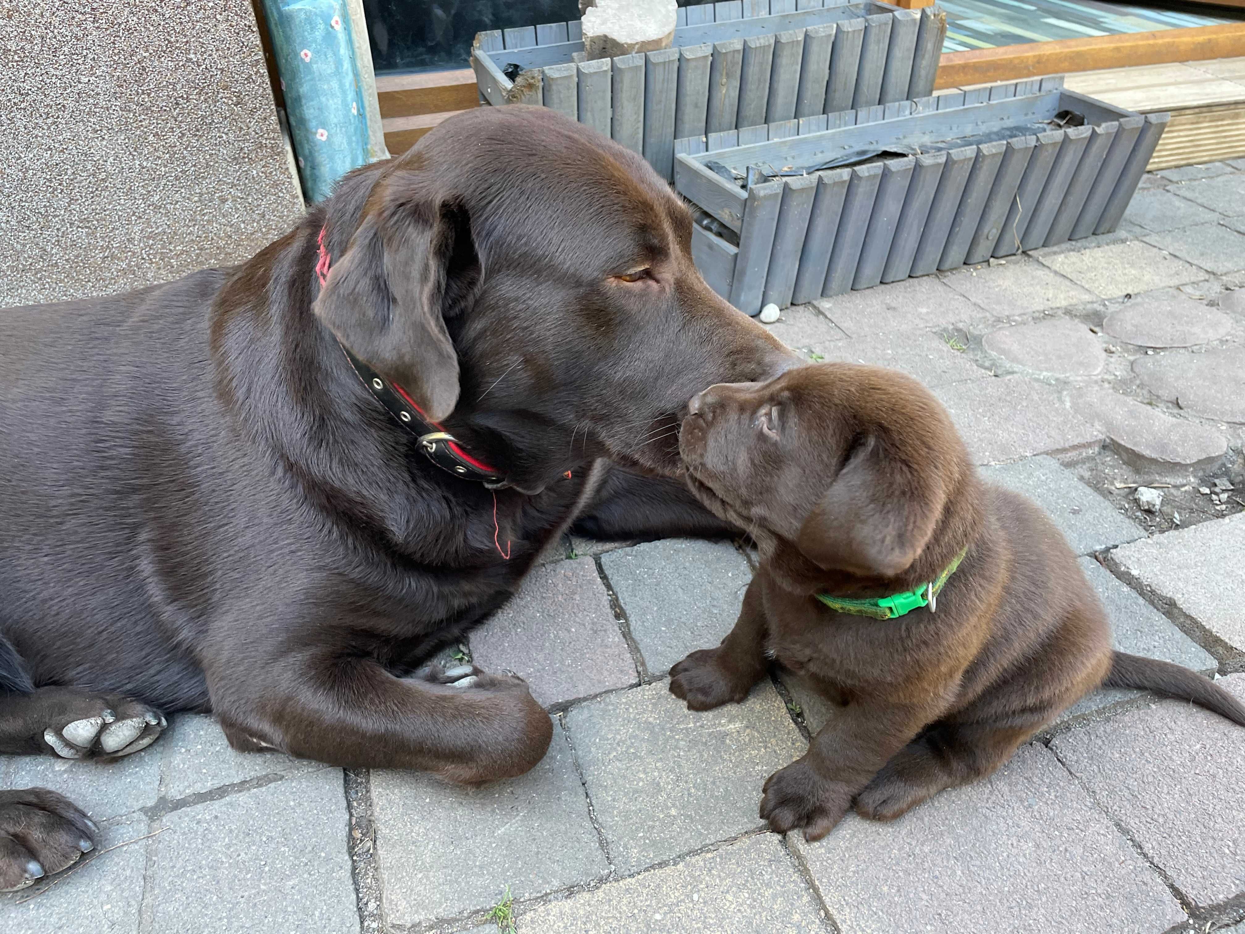 Szczeniak Labrador Retriever