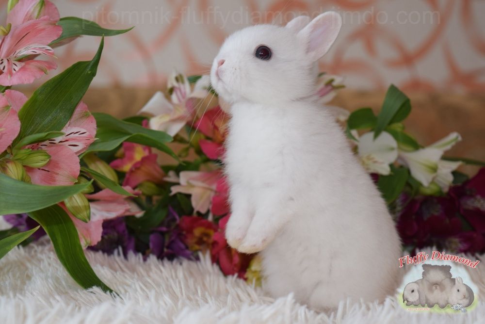 Мини ангелочки. Порода гермелин. Карликовый крольчонок. Белый кролик