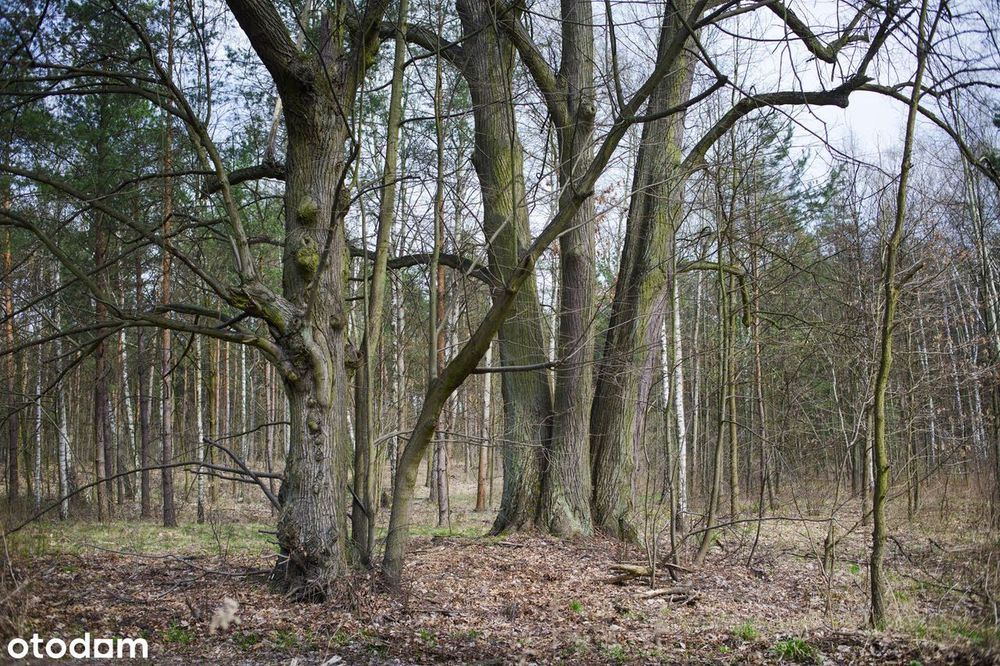 Wyjątkowa działka 4135 m2, Stara Miłosna, ok. ul. Torfowa