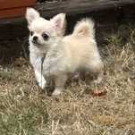 Chihuahua piesek długowłosy FCI