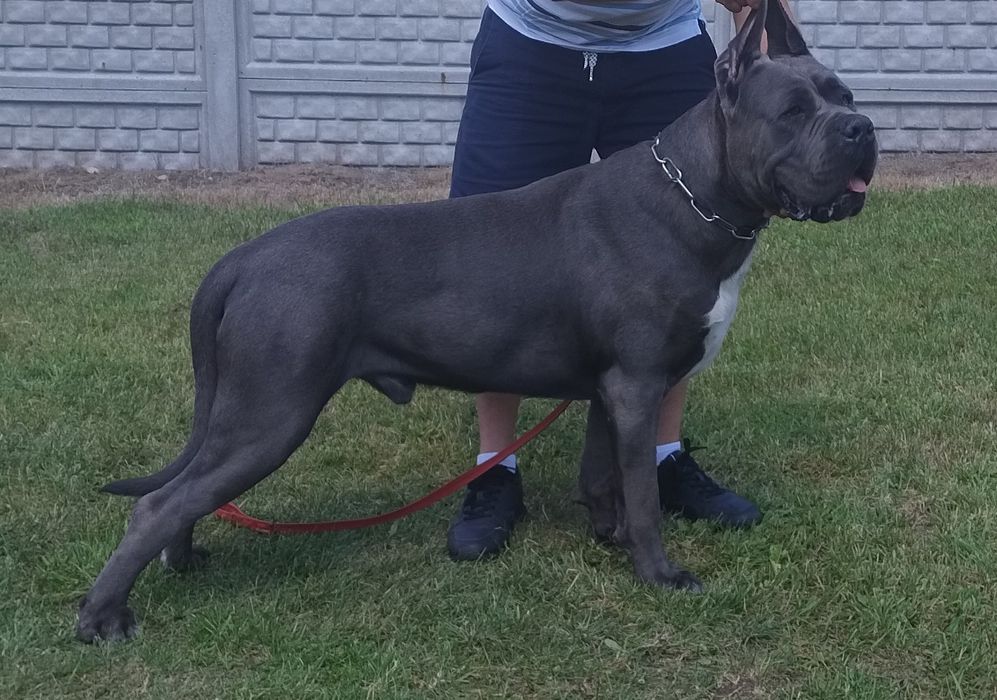 Cane Corso suczka FCI