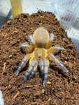 Harpactira pulchripes samica 2,5dc