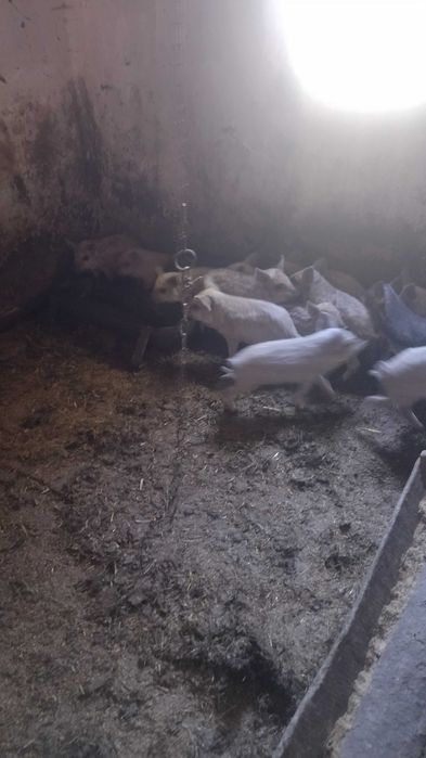 Свині венгерська мангалиця