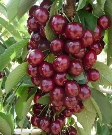 Саджанці Груш, яблонь, персика, черешень, вишень, диплоїдних слив.