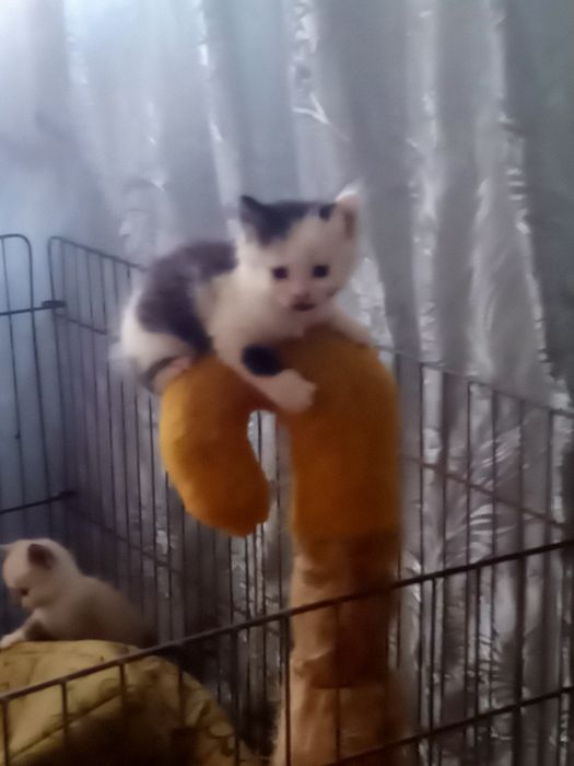 Чудовий хлопчик у родину