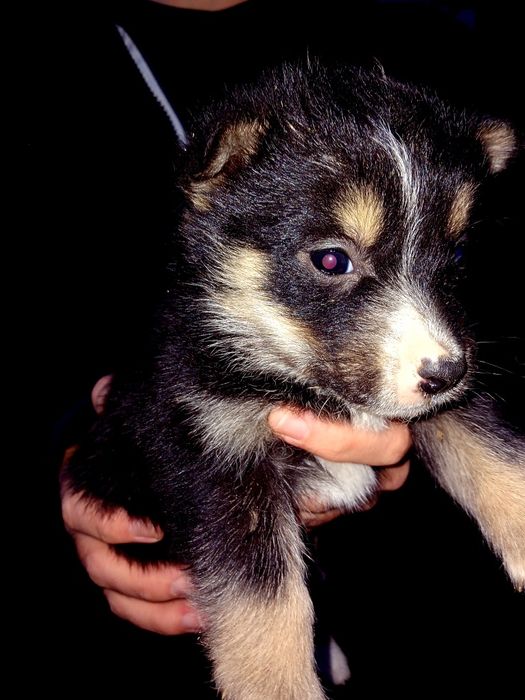 Цуценята від хаски та лабрадора