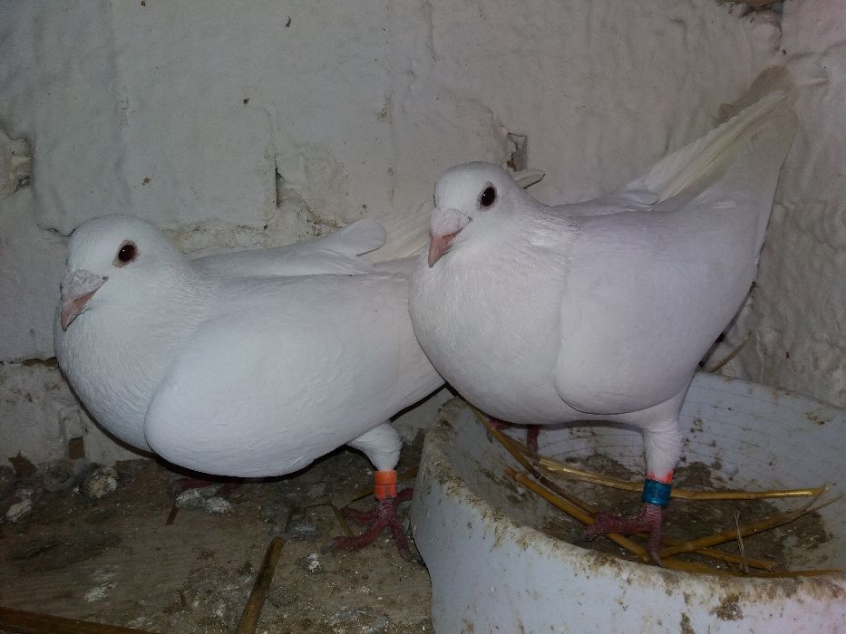 Ptaki gołębie białe pocztowe młode 2024 r. Będą