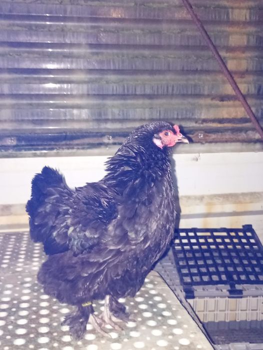 Galinha Brahma Bantam