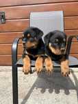 Szczeniak rasy rottweiler