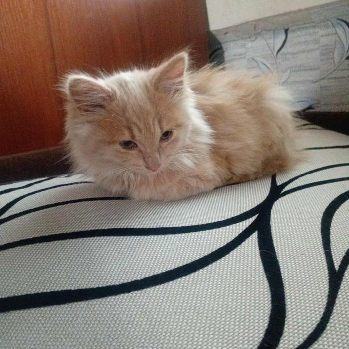 Віддам в добрі руки пухнастиків.