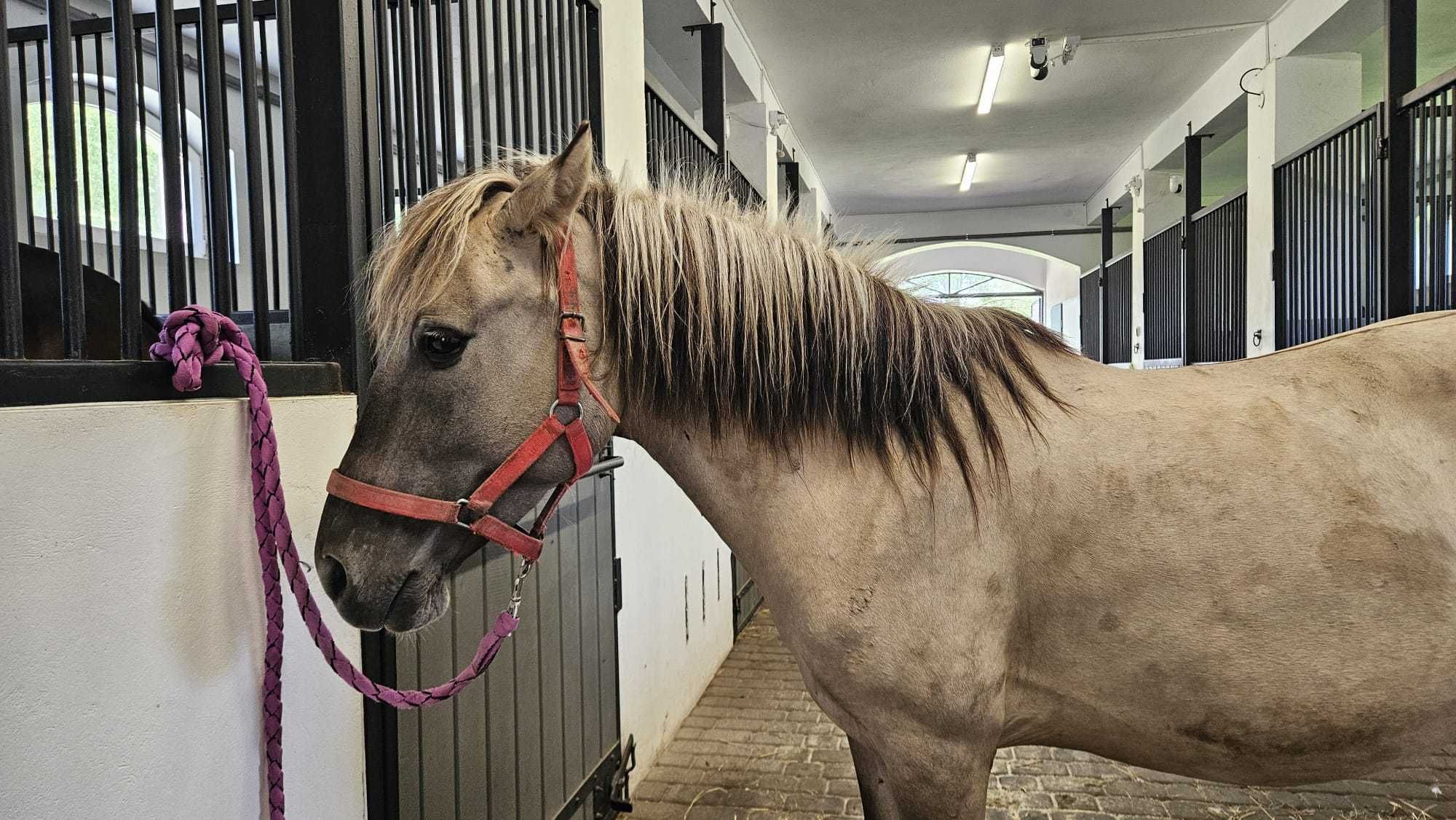 Zdrowa, 5 letnia klacz konik polski - do adopcji za darmo