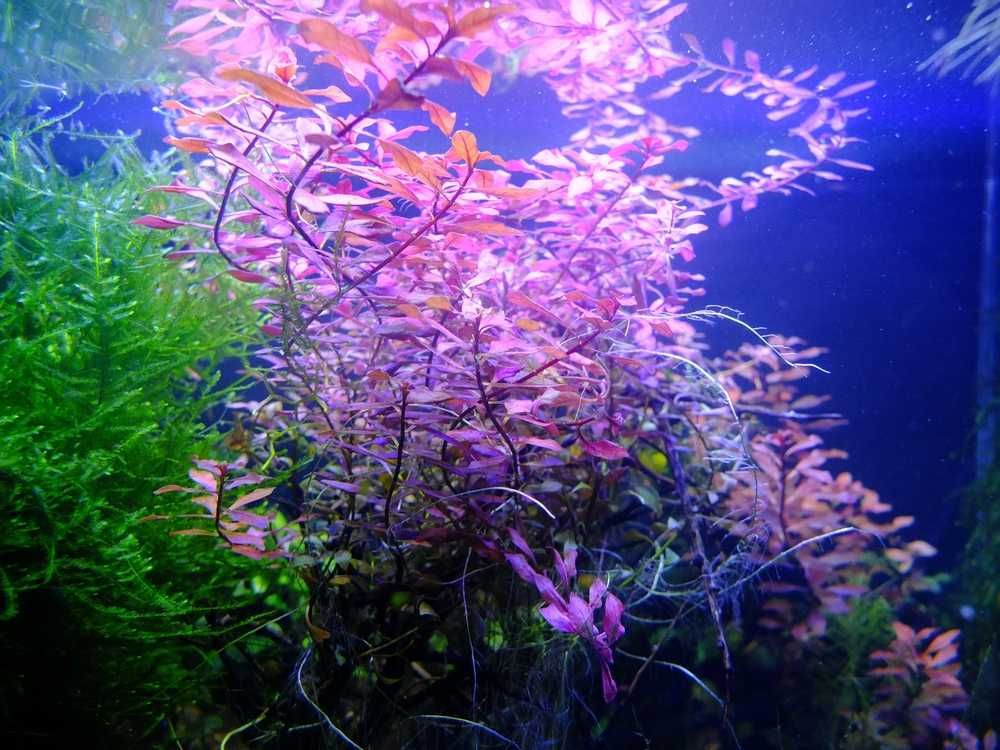 Zestaw mchów i roślin do nano akwarium lub krewetkarium 30l