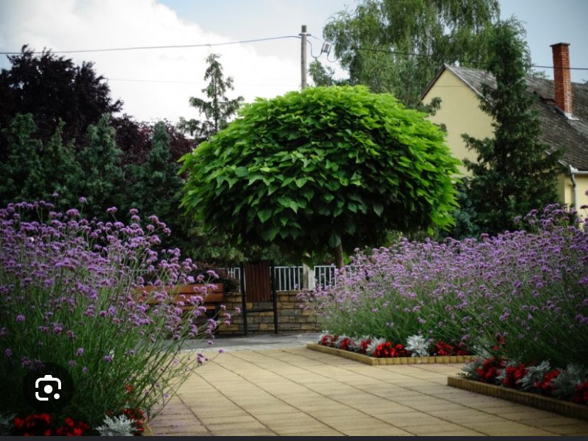 Werbena patagonska f9