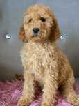 Mini goldendoodle chlopak Felix do 15 kg