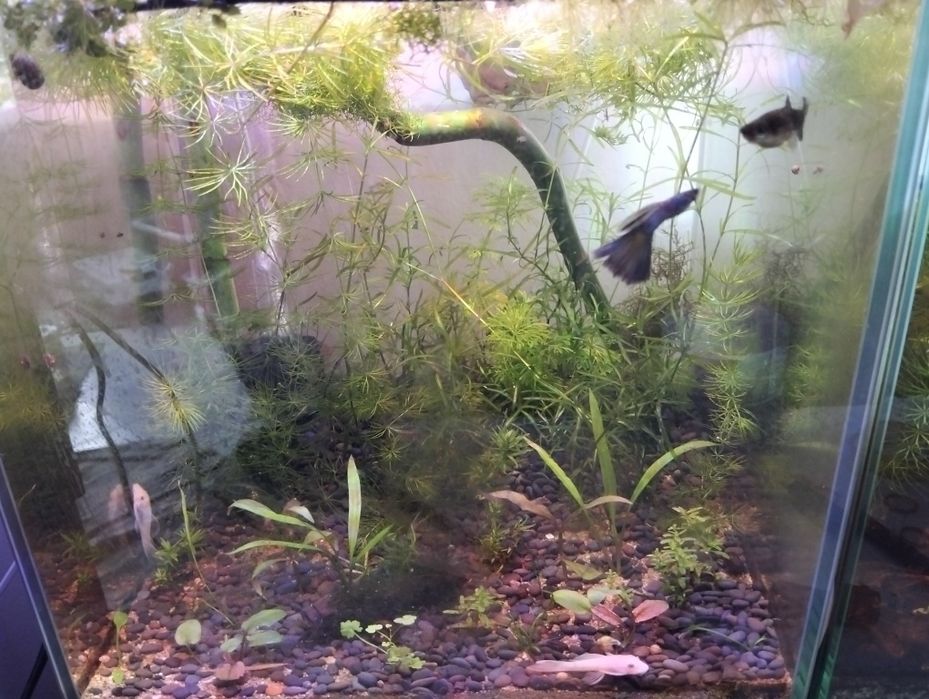 Plantas para aquário