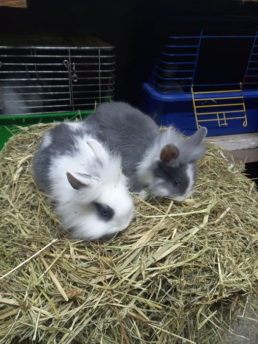 Продам декоративних кроликів