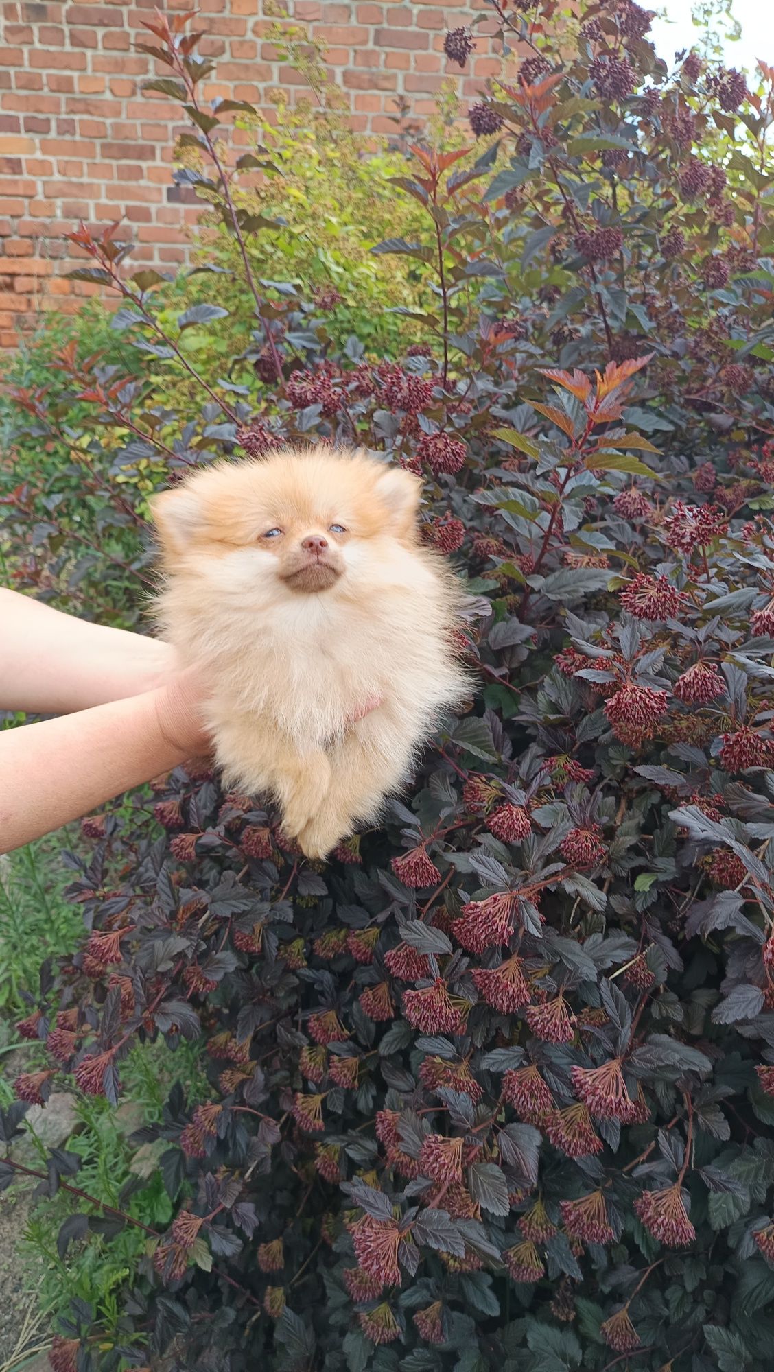 Pomeranian Szpic miniaturowy