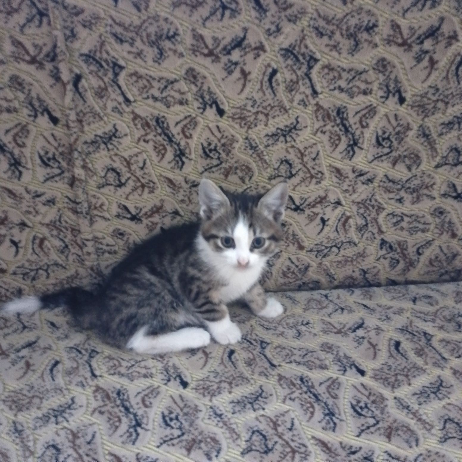 Котик 2 місяці привчений на лоток