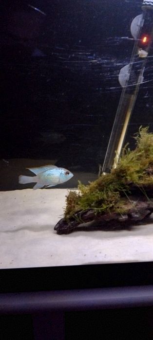 Vendo peixe andinocara puncher macho