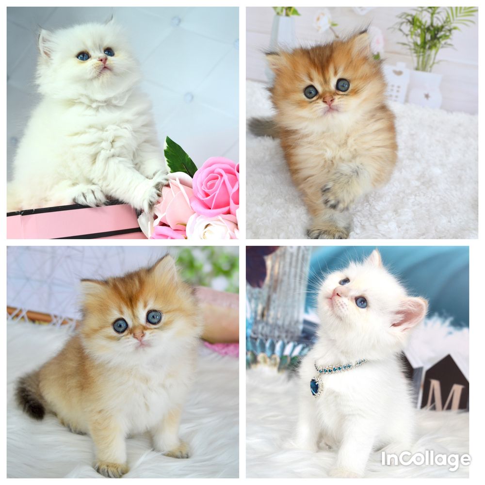 Британские котята золотая шиншилла
