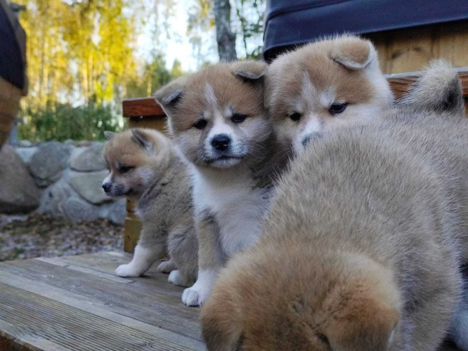 AKITA INU - rodowód