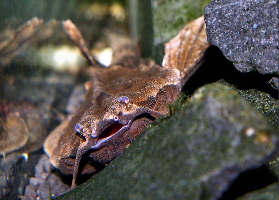 GB Drewniak dwubarwny (Bunocephalus coracoideus)