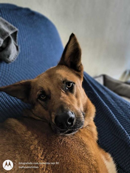 Machos de 1 ano para adoção responsável