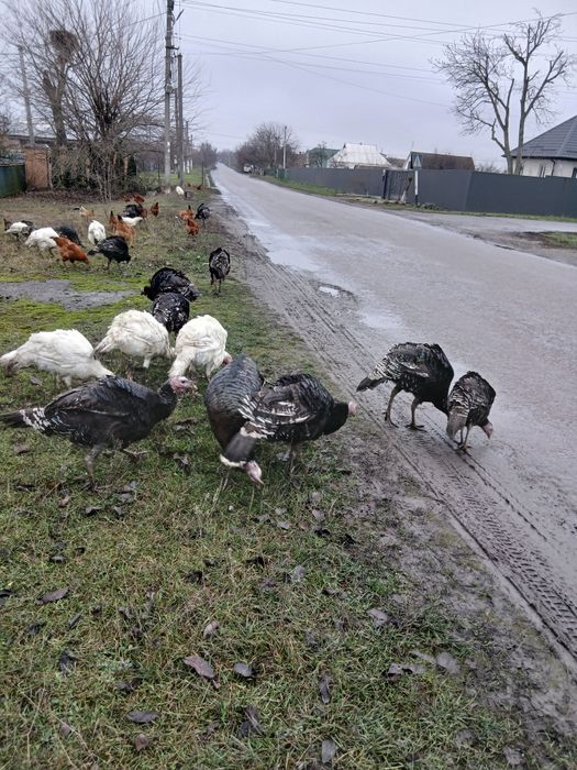 Продам домашніх індиків,індичок,Індички несеться по два рази на рік,