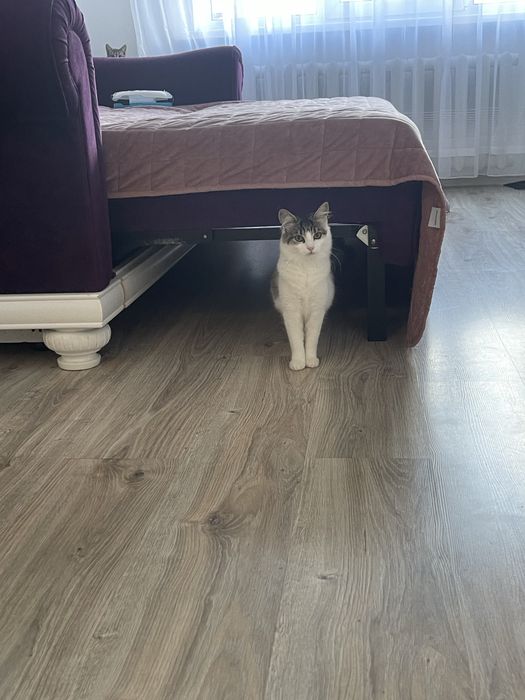 Кошенята хочуть в добрі руки