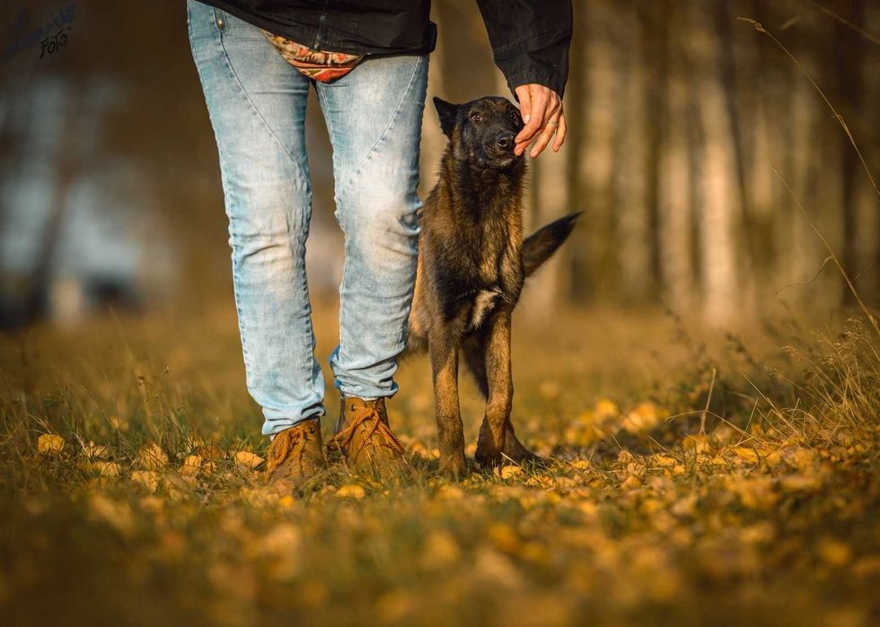 Owczarek Belgijski Malinois FCI Pies
