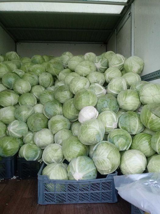 Kapusta szatkowana od lokalnego producenta DOSTAWA 24h