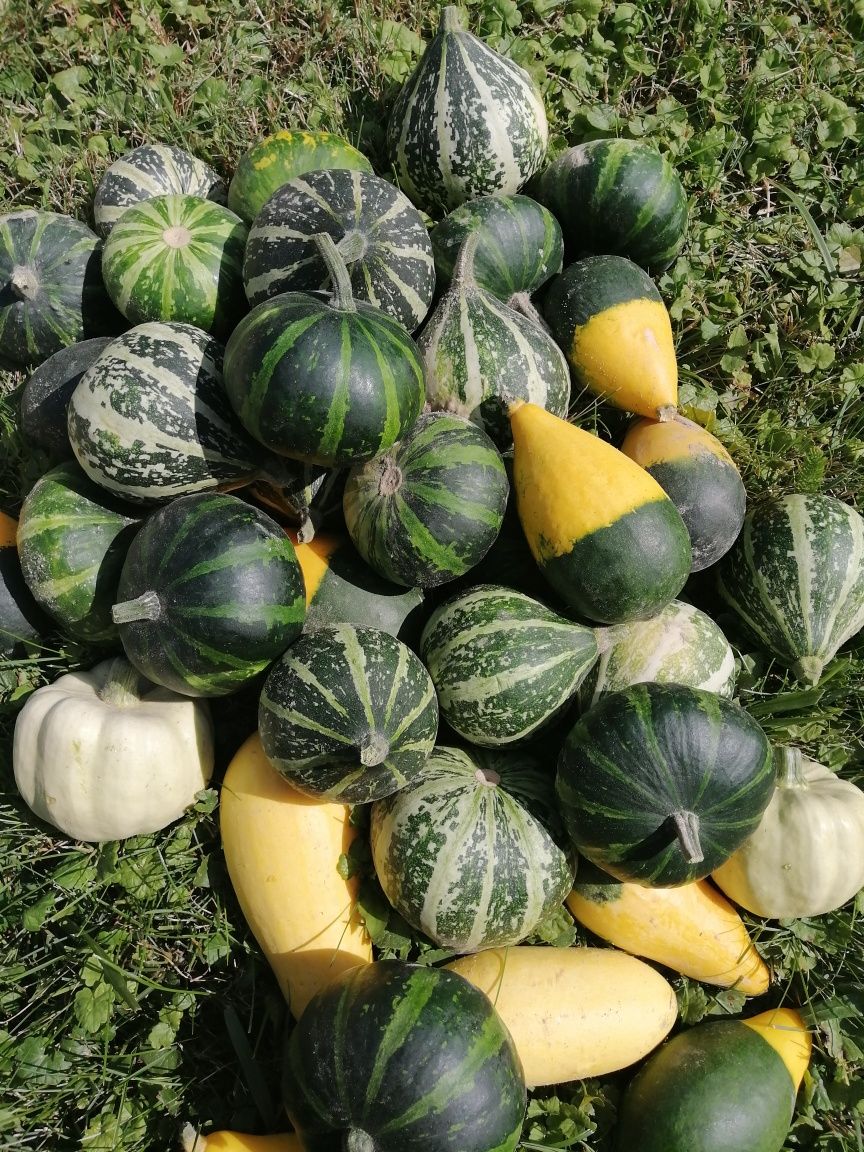 Dynie mix, białe i kolorowe 20 sztuk