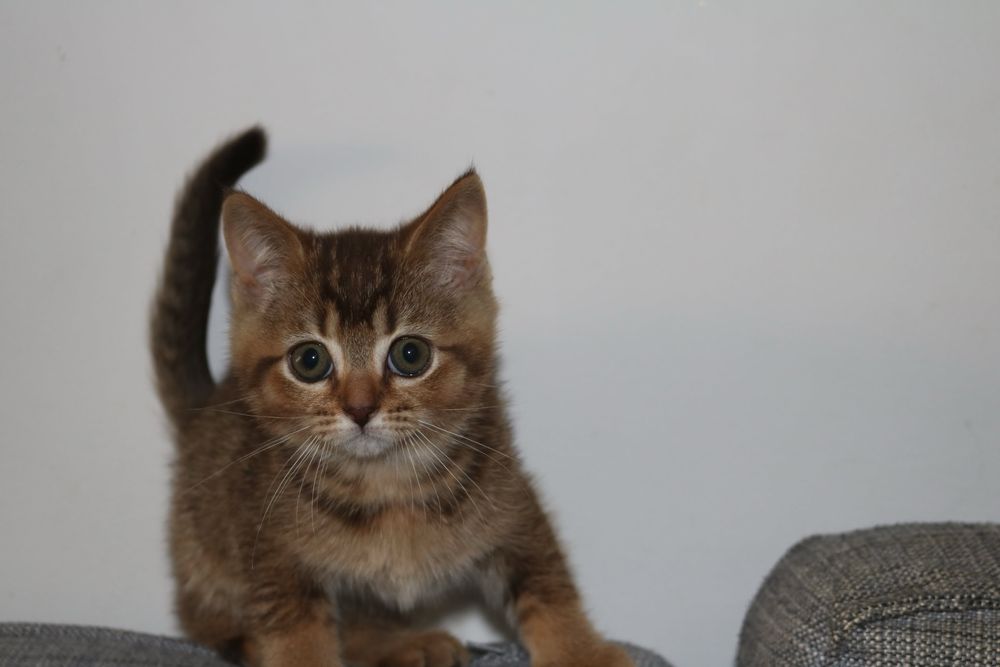 Uma gatinha scottish straight brown