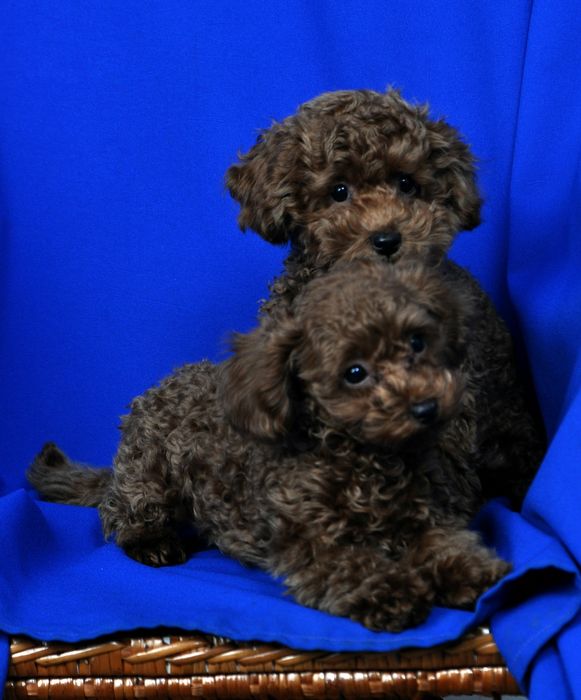 Хлопчик,Пуделя , Тойпуделя, Ретбраун.