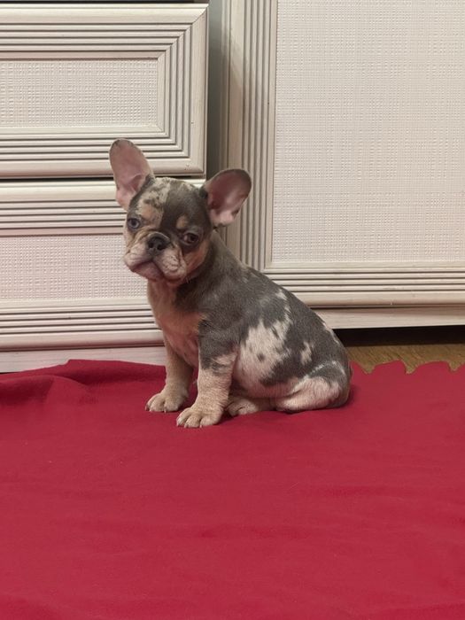 Чудові французькі бульдоги