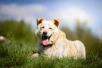 Złoty- cudowny pies do adopcji!