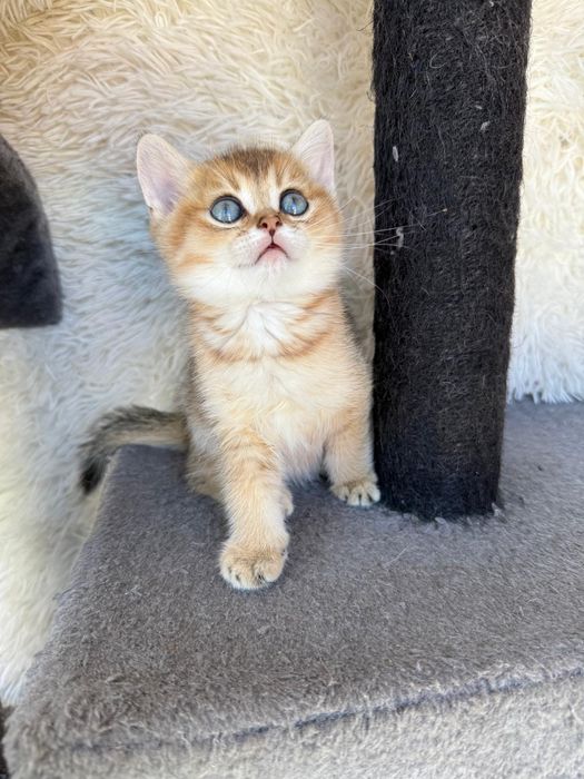 Macho British golden