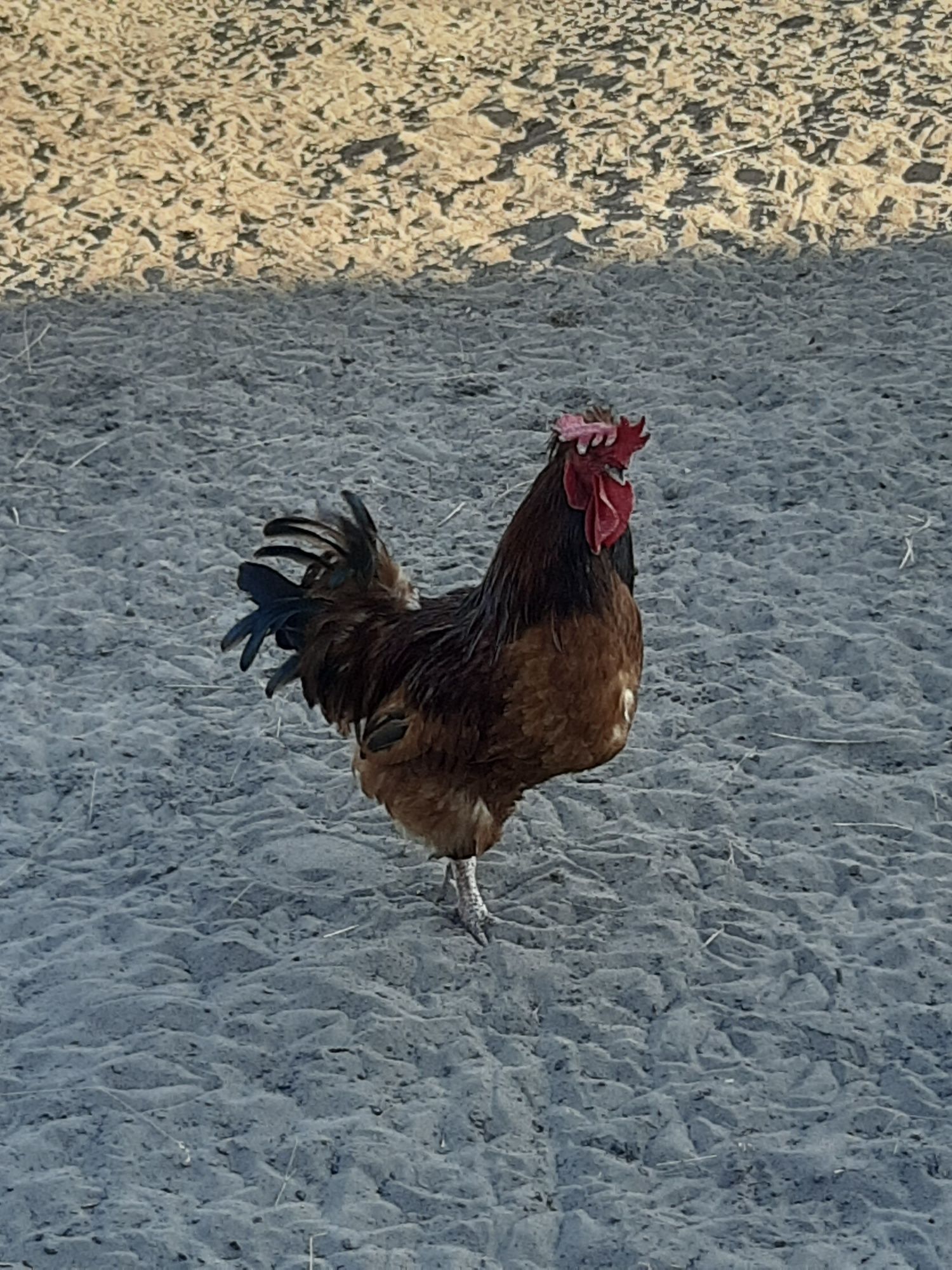 Sprzedam koguty rasy Rhode Island Red i rasy Mechelner