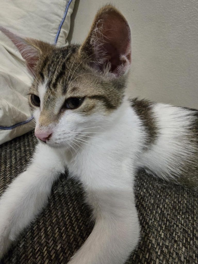 Piękny kocurek do adopcji