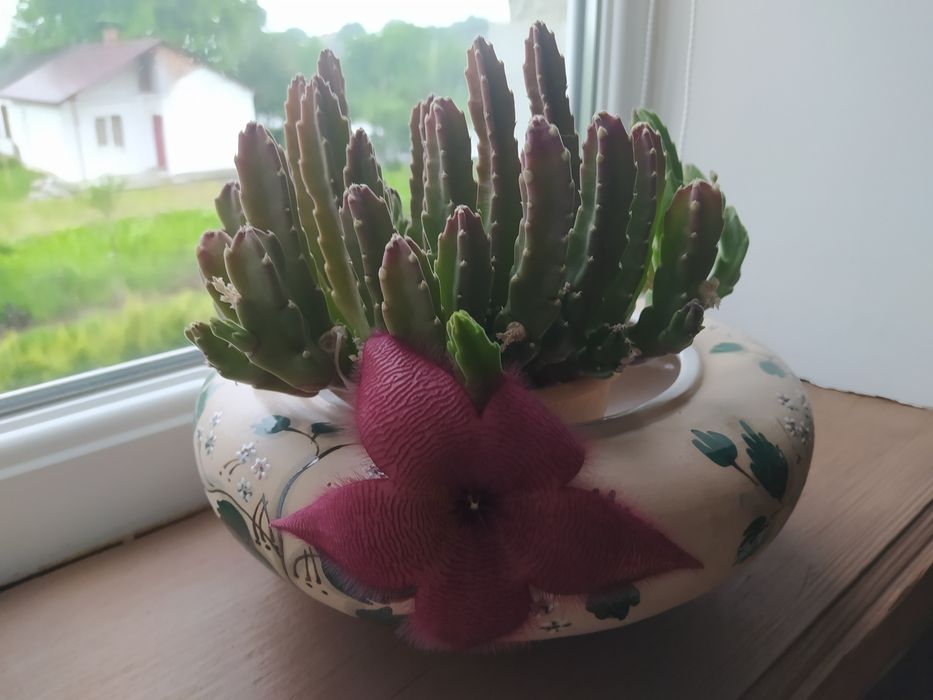 Кактуси дуже гарно цвітуть