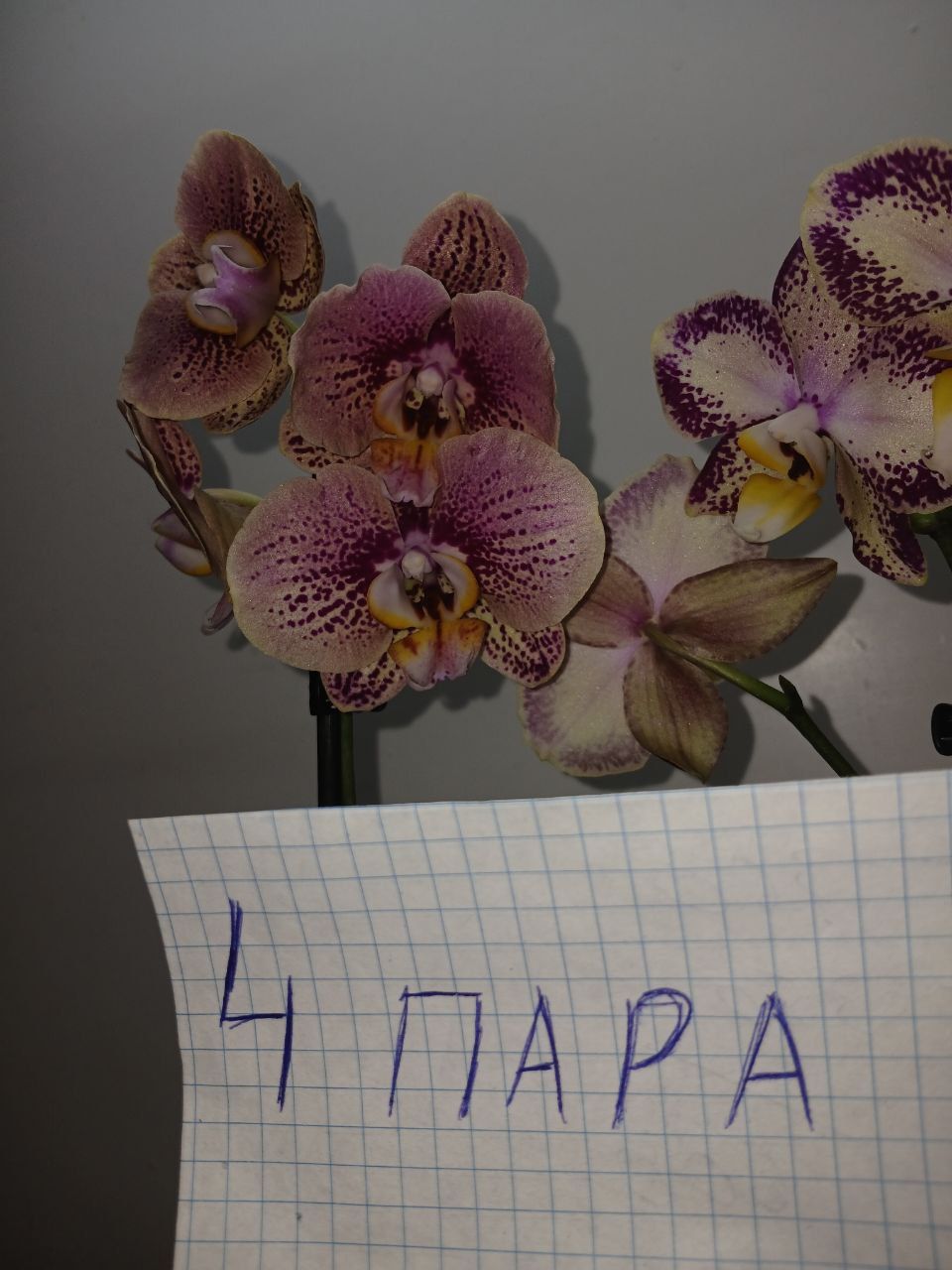 Продам две орхидеи