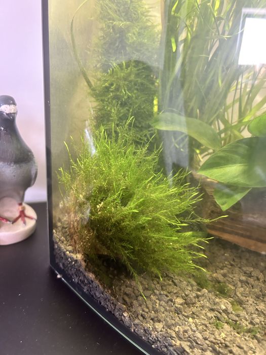 Akwarium 60l panorama - nowe - caly zestaw - 80 rybek wartości 600 zł