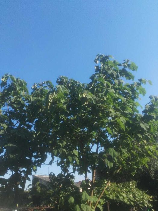 Paulownia Omszona - Tomentosa