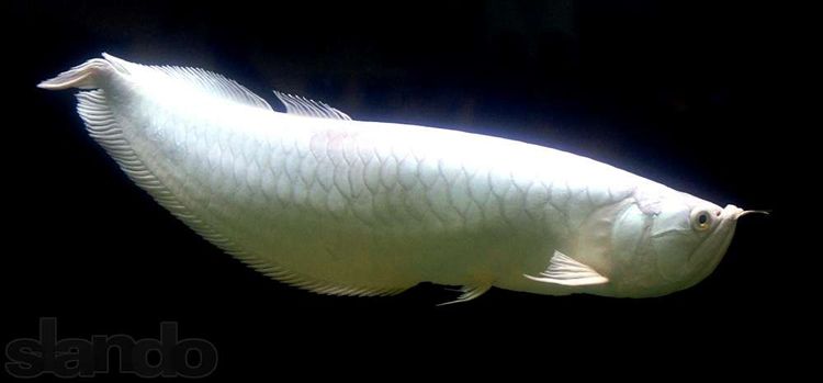 Аравана (Scleropages fotmosus) 14 Видов Аквариумные рыбки