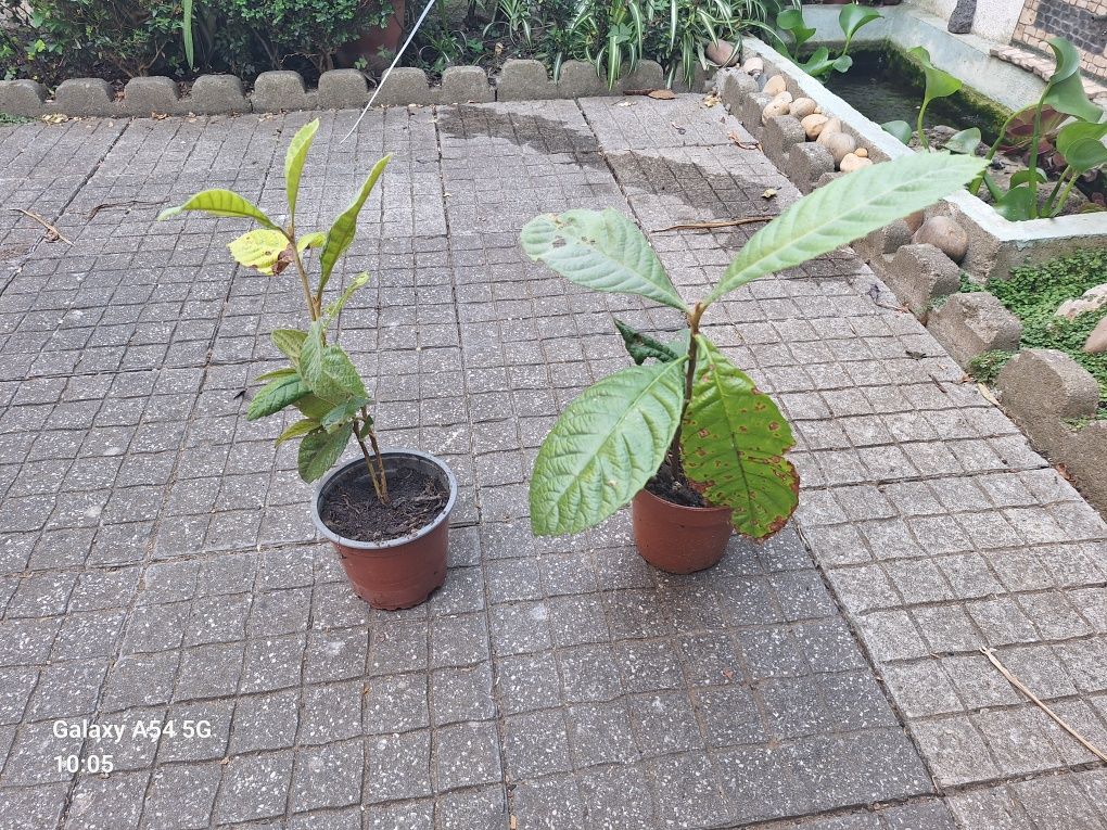 Duas plantas Nespereiras