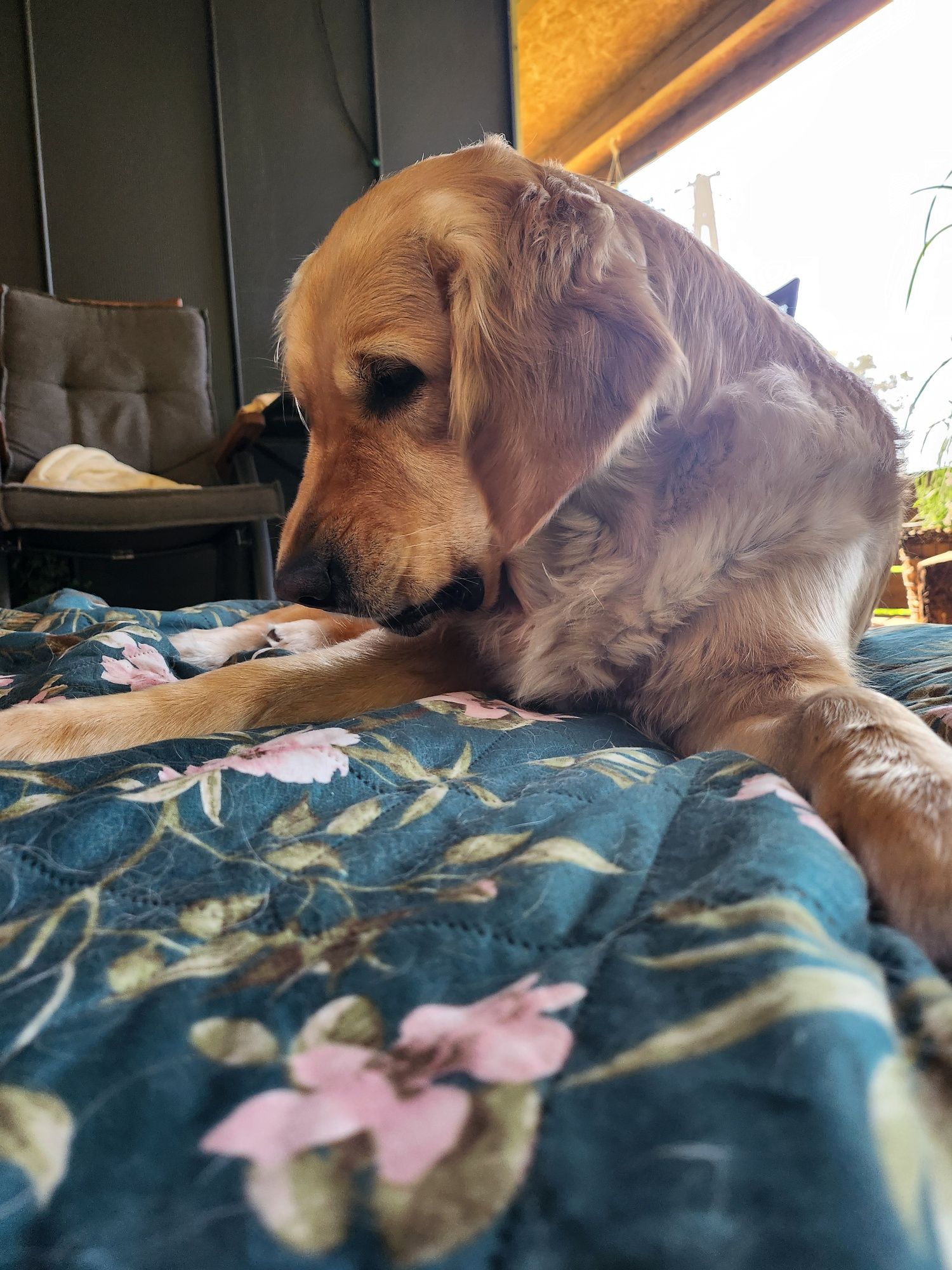 Golden retriever - zapowiedź miotu