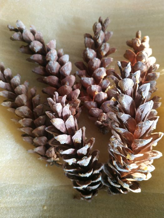 ШИШКИ натуральные для декора.