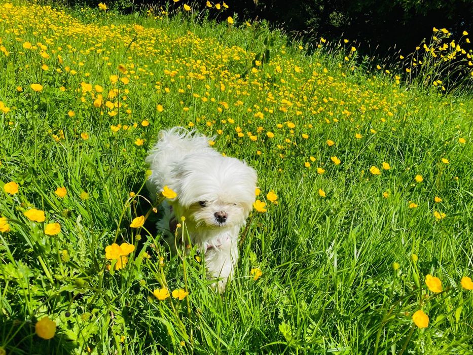 Maltańczyk  mini suczka odbiór od  05.styczen 2026